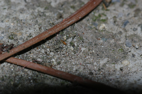 Collembolo arancione